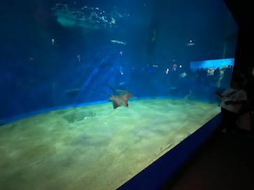 アクアワールド茨城県大洗水族館に投稿された画像（2024/7/7）