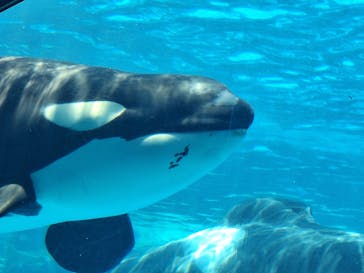 名古屋港水族館に投稿された画像（2024/7/7）