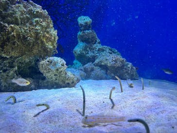 新江ノ島水族館に投稿された画像（2024/7/7）