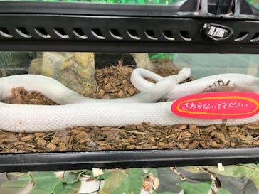 いきもの探検隊上尾に投稿された画像（2024/7/7）