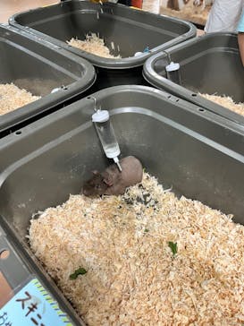 いきもの探検隊上尾に投稿された画像（2024/7/7）