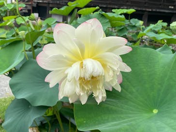 京阪電車に投稿された画像（2024/7/6）