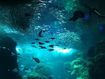 新江ノ島水族館に投稿された画像（2024/7/7）