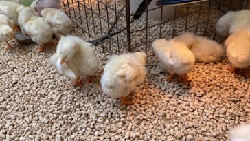 Moff animal cafe MARKIS 福岡ももち店に投稿された画像（2024/7/7）