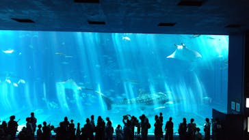 沖縄美ら海水族館に投稿された画像（2024/7/7）