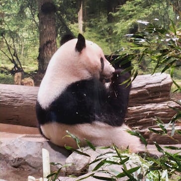 恩賜上野動物園に投稿された画像（2024/7/7）