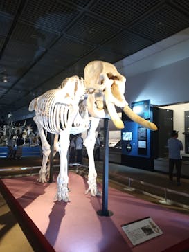 大哺乳類展に投稿された画像（2024/7/7）