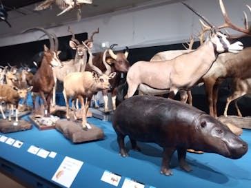 大哺乳類展に投稿された画像（2024/7/7）
