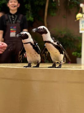 マクセル アクアパーク品川に投稿された画像（2024/7/7）