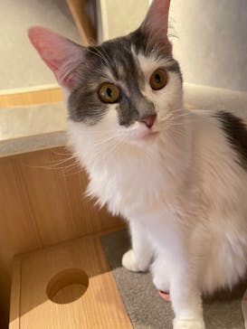 猫カフェモカ　神戸三宮店に投稿された画像（2024/7/7）