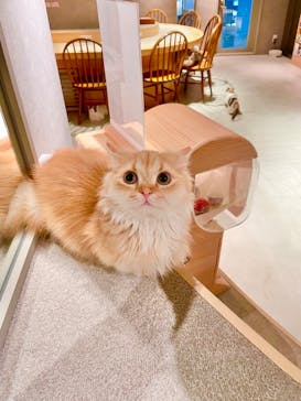 猫カフェモカ　神戸三宮店に投稿された画像（2024/7/7）