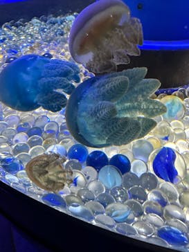 世界淡水魚園水族館　アクア・トトぎふに投稿された画像（2024/7/7）