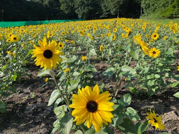 たんばらラベンダーパークに投稿された画像（2024/7/7）