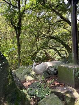 伊豆シャボテン動物公園に投稿された画像（2024/7/7）
