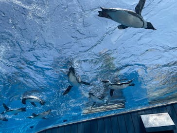 サンシャイン水族館に投稿された画像（2024/7/7）