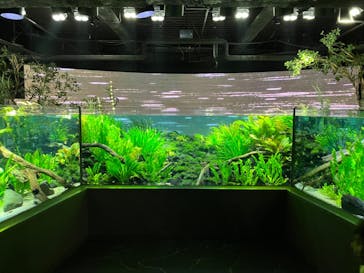 カワスイ 川崎⽔族館に投稿された画像（2024/7/7）