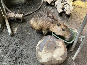 カワスイ 川崎⽔族館に投稿された画像（2024/7/7）