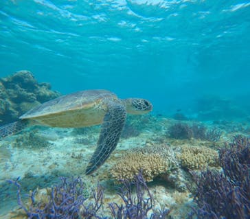 宮古島 ADVENTURE PiPi（ミヤコジマ アドベンチャー ピピ）に投稿された画像（2024/7/7）