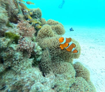 宮古島 ADVENTURE PiPi（ミヤコジマ アドベンチャー ピピ）に投稿された画像（2024/7/7）