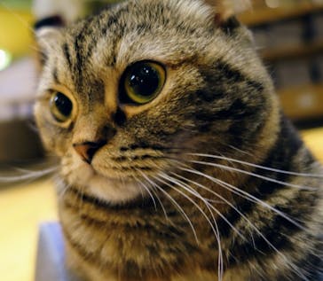 猫カフェモカ　新宿店に投稿された画像（2024/7/7）