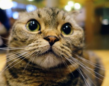 猫カフェモカ　新宿店に投稿された画像（2024/7/7）