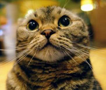 猫カフェモカ　新宿店に投稿された画像（2024/7/7）