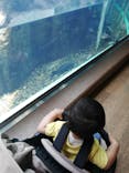 しながわ水族館に投稿された画像（2024/7/8）