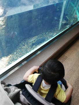 しながわ水族館に投稿された画像（2024/7/8）