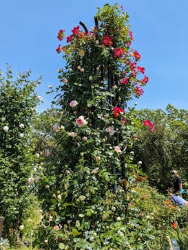 いばらきフラワーパークに投稿された画像（2024/7/8）