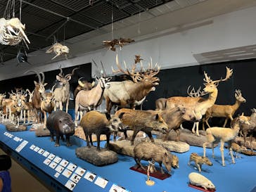 大哺乳類展に投稿された画像（2024/7/8）