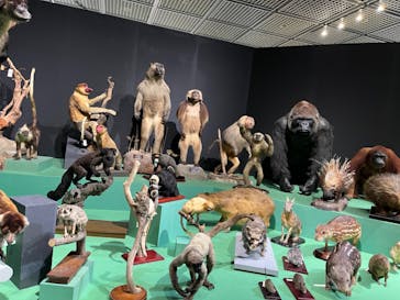 大哺乳類展に投稿された画像（2024/7/8）