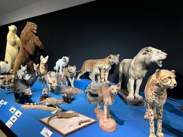 大哺乳類展に投稿された画像（2024/7/8）