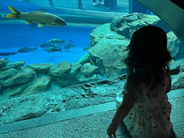 滋賀県立琵琶湖博物館に投稿された画像（2024/7/8）