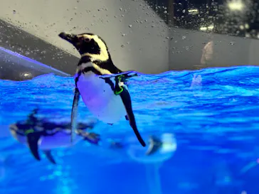 すみだ水族館に投稿された画像（2024/7/8）