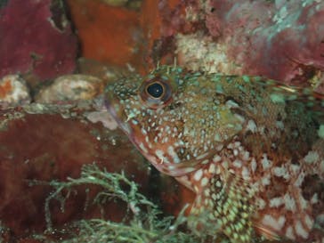 伊豆高原ダイビングスクール 渋谷店に投稿された画像（2024/7/8）