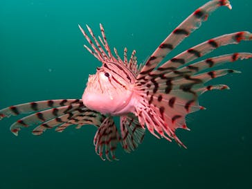 伊豆高原ダイビングスクール 渋谷店に投稿された画像（2024/7/8）