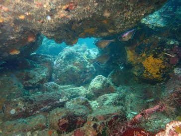 伊豆高原ダイビングスクール 渋谷店に投稿された画像（2024/7/8）