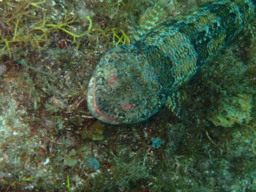 伊豆高原ダイビングスクール 渋谷店に投稿された画像（2024/7/8）