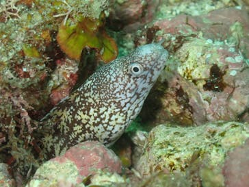 伊豆高原ダイビングスクール 渋谷店に投稿された画像（2024/7/8）