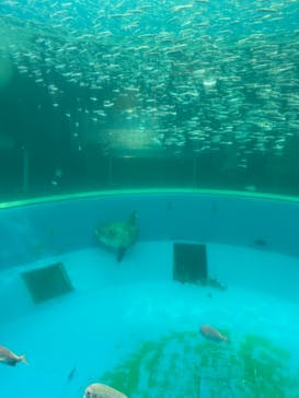 横浜・八景島シーパラダイスに投稿された画像（2024/7/8）