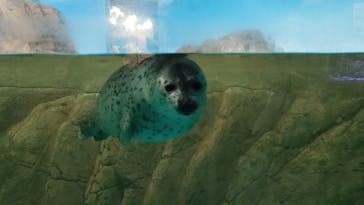 しながわ水族館に投稿された画像（2024/7/8）