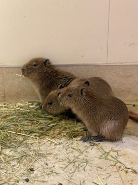 アニタッチららぽーと名古屋みなとアクルスに投稿された画像（2024/7/8）