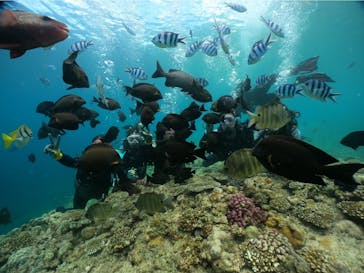 武藤潜水に投稿された画像（2024/7/8）