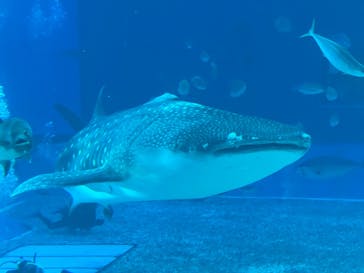 沖縄美ら海水族館に投稿された画像（2024/7/8）