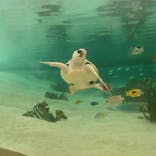 鴨川シーワールドに投稿された画像（2024/7/8）