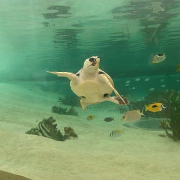 鴨川シーワールドに投稿された画像（2024/7/8）