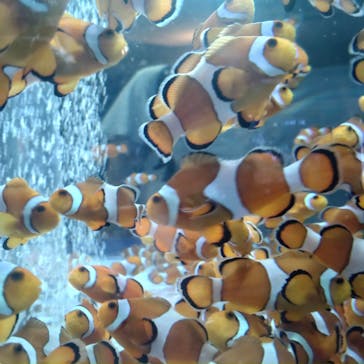 鴨川シーワールドに投稿された画像（2024/7/8）