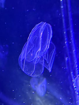 名古屋港水族館に投稿された画像（2024/7/8）