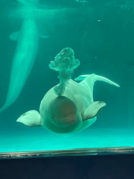 鴨川シーワールドに投稿された画像（2024/7/8）