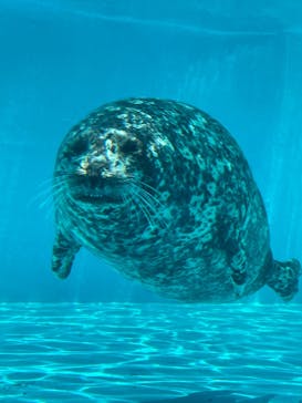 鴨川シーワールドに投稿された画像（2024/7/8）